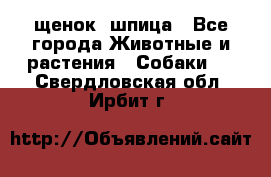 щенок  шпица - Все города Животные и растения » Собаки   . Свердловская обл.,Ирбит г.